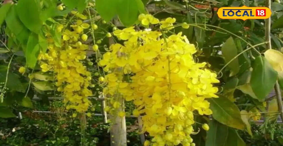 अमलतास: औषधीय गुणों से भरपूर एक अनोखा पेड़