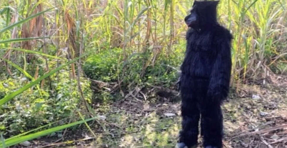 बिजनौर के किसानों ने भालू की ड्रेस पहनकर बंदरों से फसलें बचाईं