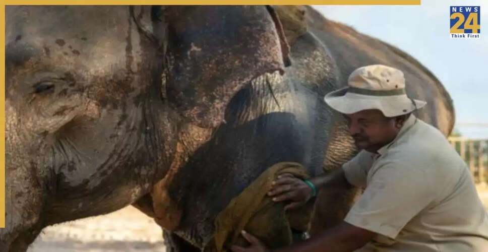 वंतारा: जानवरों की सुरक्षा और देखभाल में अनंत अंबानी का दृष्टिकोण