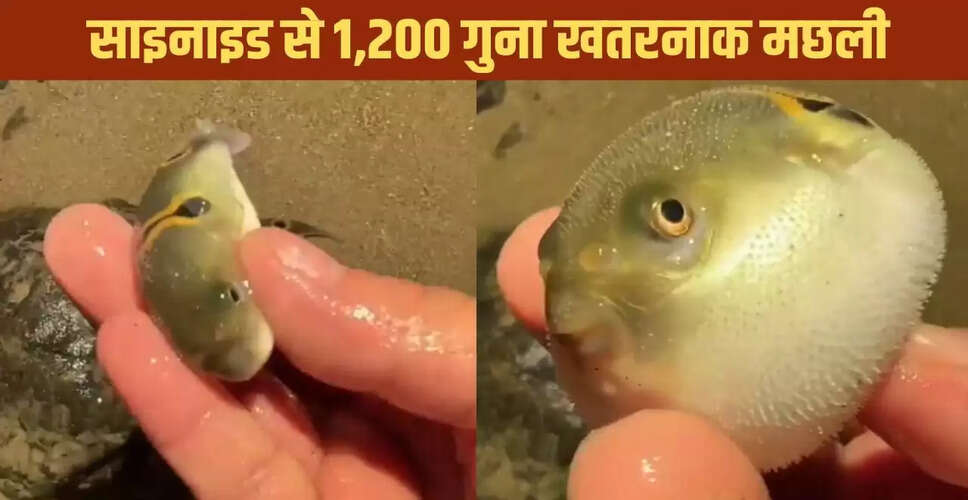 खतरनाक पफर फिश का वायरल वीडियो: गुब्बारे की तरह फूलने वाली मछली