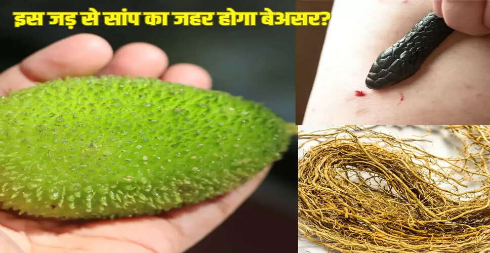 सांप के काटने पर तुरंत राहत देने वाले पौधों के उपाय