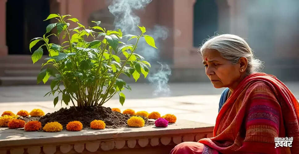 तुलसी के पौधे के अद्भुत गुण और स्वास्थ्य लाभ