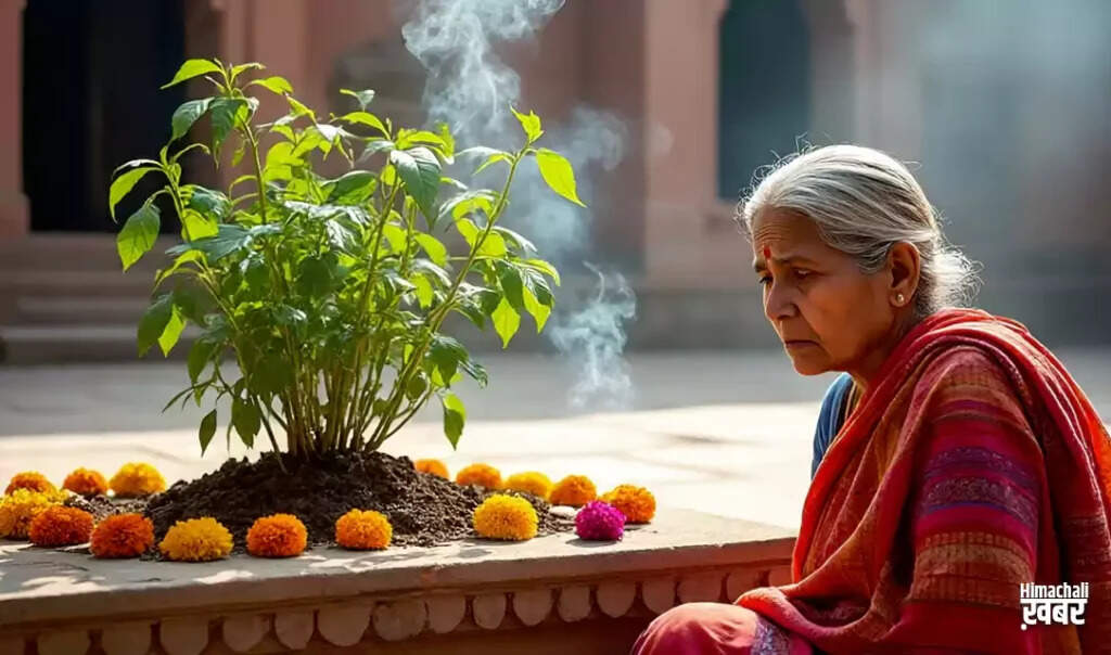 तुलसी के पौधे के अद्भुत गुण और स्वास्थ्य लाभ