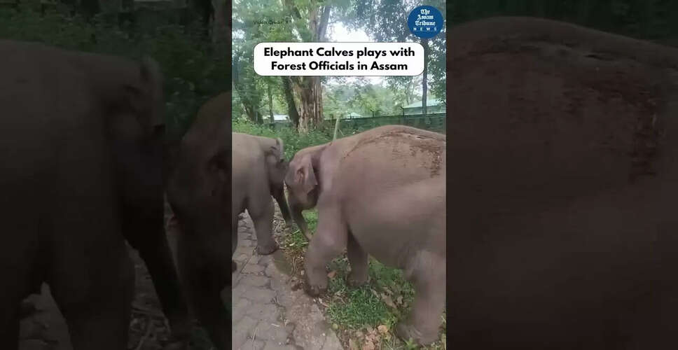 नई वीडियो सामग्री का अनावरण