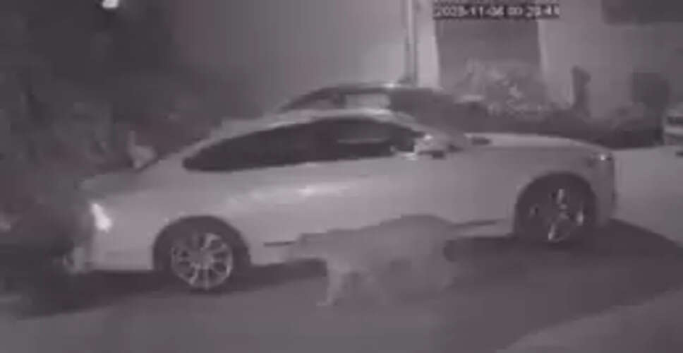 जयपुर में लेपर्ड की दहशत: लाल बहादुर नगर कॉलोनी में रातभर चला सर्च ऑपरेशन