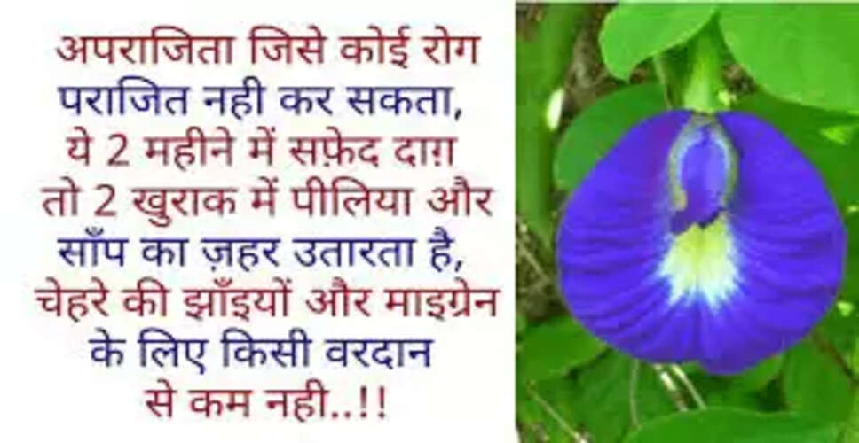 अपराजिता: एक चमत्कारी पौधा जो स्वास्थ्य के लिए लाभकारी