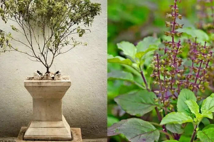 तुलसी के पौधे का महत्व और सूखने के संकेत