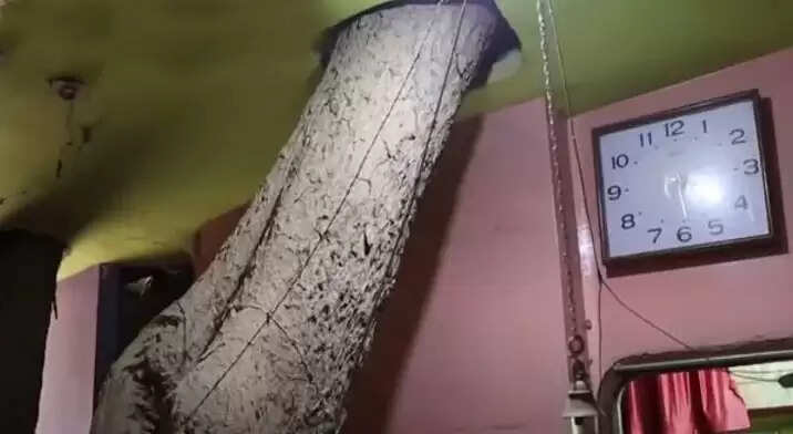 जबलपुर में अनोखा ट्री-हाउस: 125 साल पुराने पीपल के पेड़ के बीच बना घर