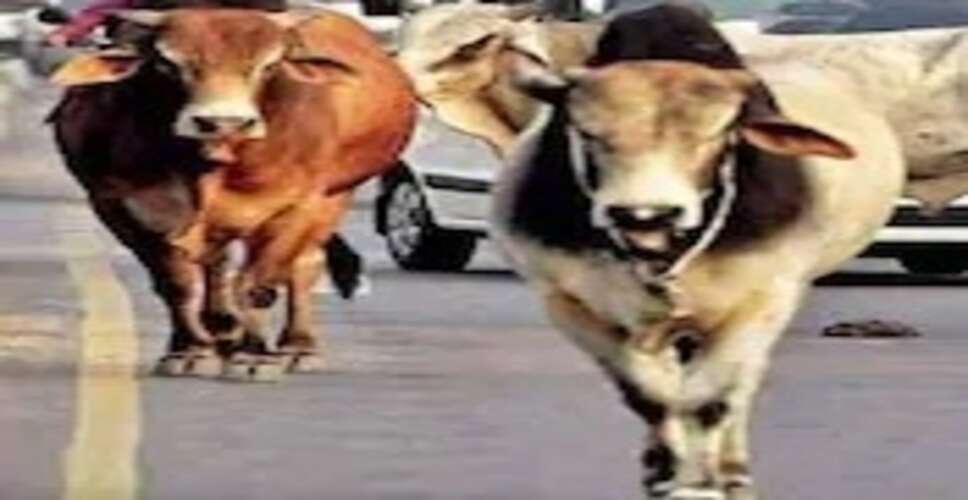 यूपी में आवारा सांड के हमले में बुजुर्ग की मौत