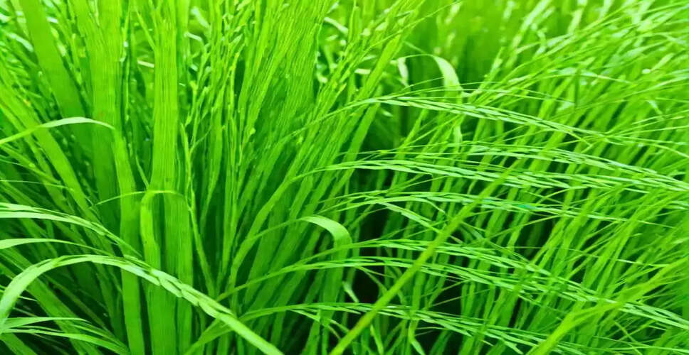 डायबिटीज के मरीजों के लिए जौ घास: ब्लड शुगर नियंत्रण का प्राकृतिक उपाय