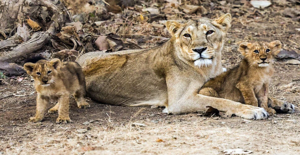 गुजरात में शेर के शावकों की मौत का कारण एनीमिया और निमोनिया