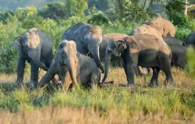 असम : संघर्षों में हर साल 80 हाथियों, 70 इंसानों की जाती है जान