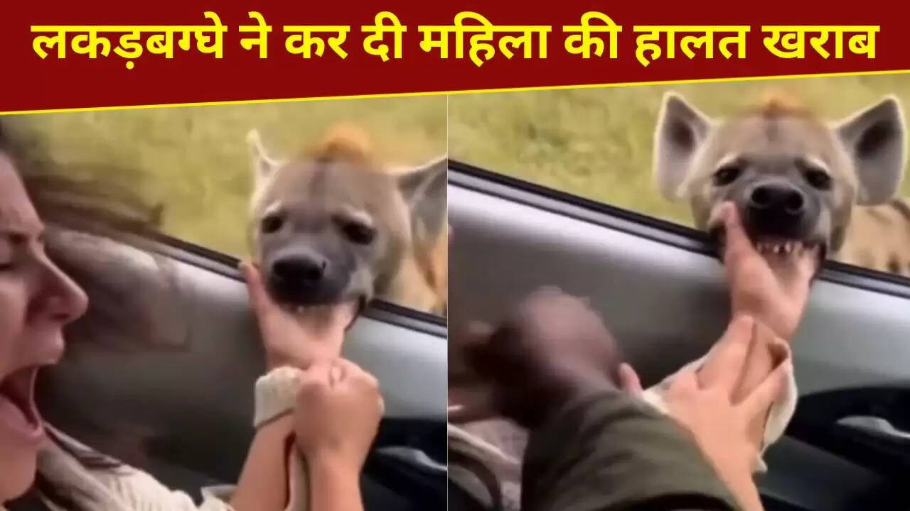 लकड़बग्घे के हमले का खौफनाक वीडियो हुआ वायरल