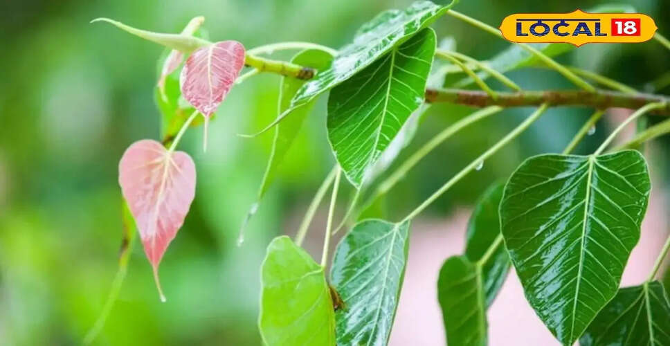 पीपल के पत्तों के अद्भुत स्वास्थ्य लाभ: जानें कैसे बनाएं काढ़ा