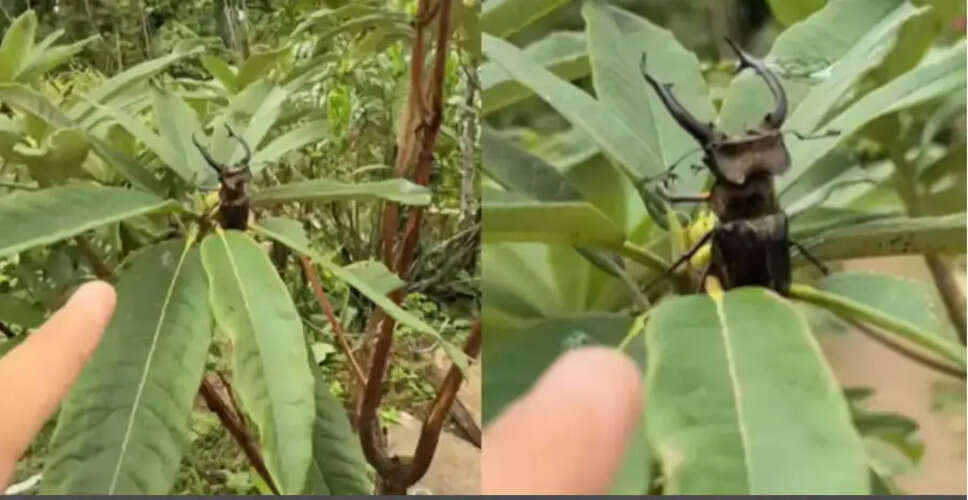 सिक्किम में मिले दुर्लभ स्टैग बीटल की कीमत जानकर युवक के उड़े होश