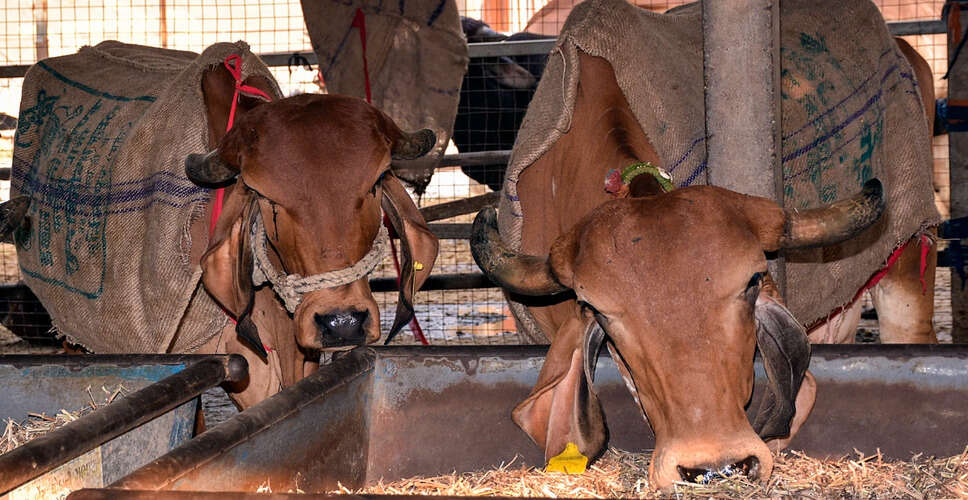 गुजरात से लाई गई गायों की बिक्री पर एजेपी का सीबीआई जांच की मांग