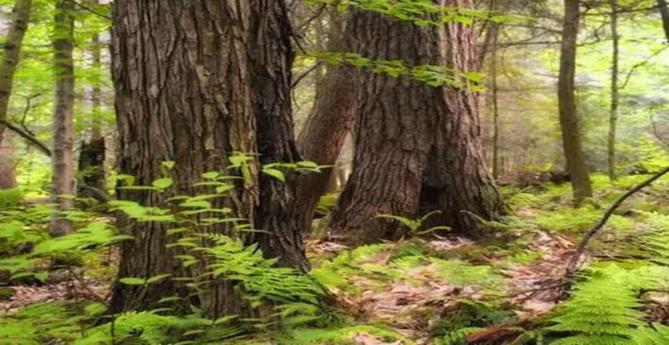 तमिलनाडु सरकार का नया कदम: कृषि भूमि पर उच्च मूल्य वाले वृक्षों की खेती को बढ़ावा