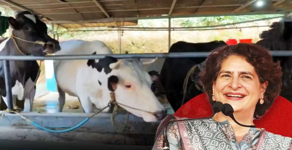 प्रियंका गांधी ने आलिया भट्ट नाम की गाय से की मुलाकात, किसानों की समस्याओं पर जताई चिंता