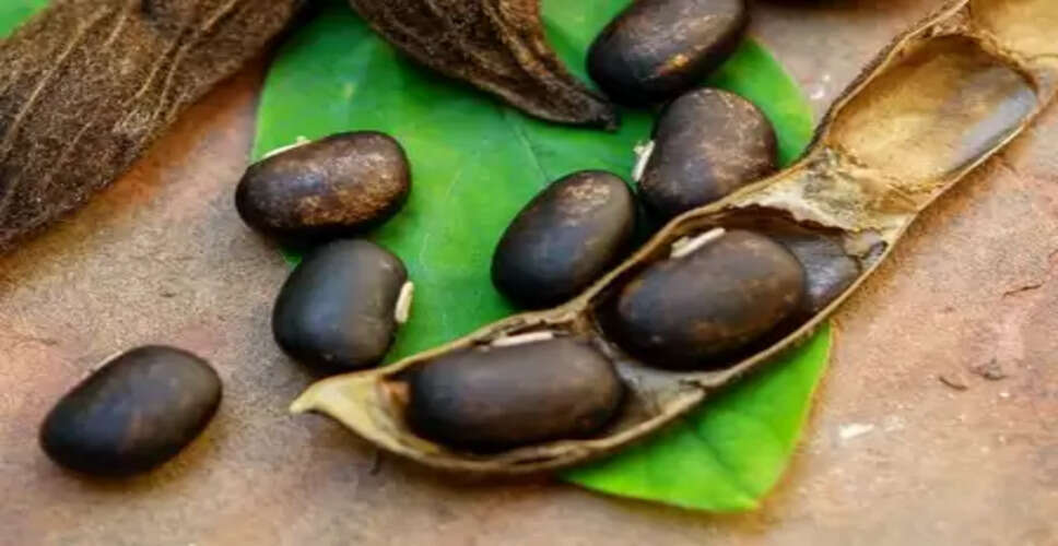 पाचन से लेकर प्रजनन तक, हर समस्या का समाधान है कौंच बीज