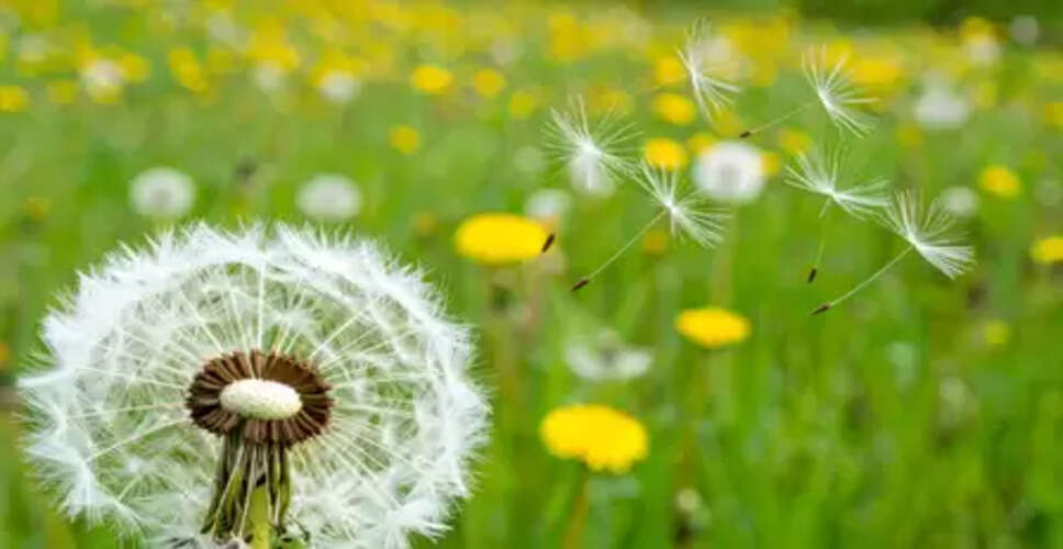 किडनी और लिवर के लिए संजीवनी है सिंहपर्णी, जाने इसके फायदे क्या