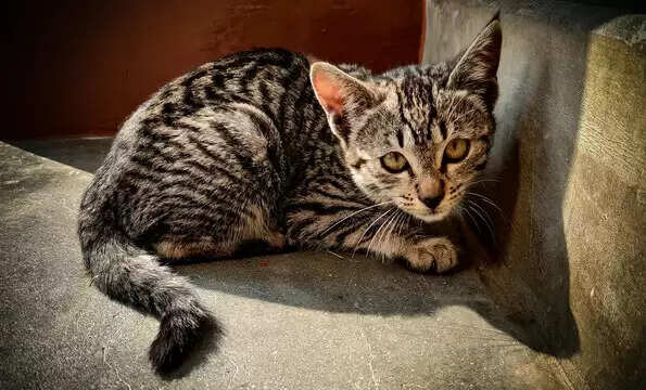 बिल्ली के रोने का शकुन: शुभ या अशुभ?