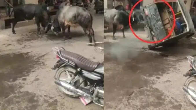 सोशल मीडिया पर वायरल हुआ ऑटो ड्राइवर और सांडों की लड़ाई का वीडियो