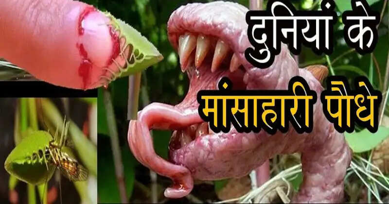 धरती के अद्भुत मांसाहारी पौधे: जानें उनके अनोखे गुण