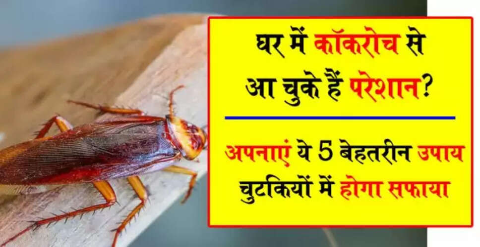 कॉकरोच से छुटकारा पाने के 5 प्राकृतिक उपाय