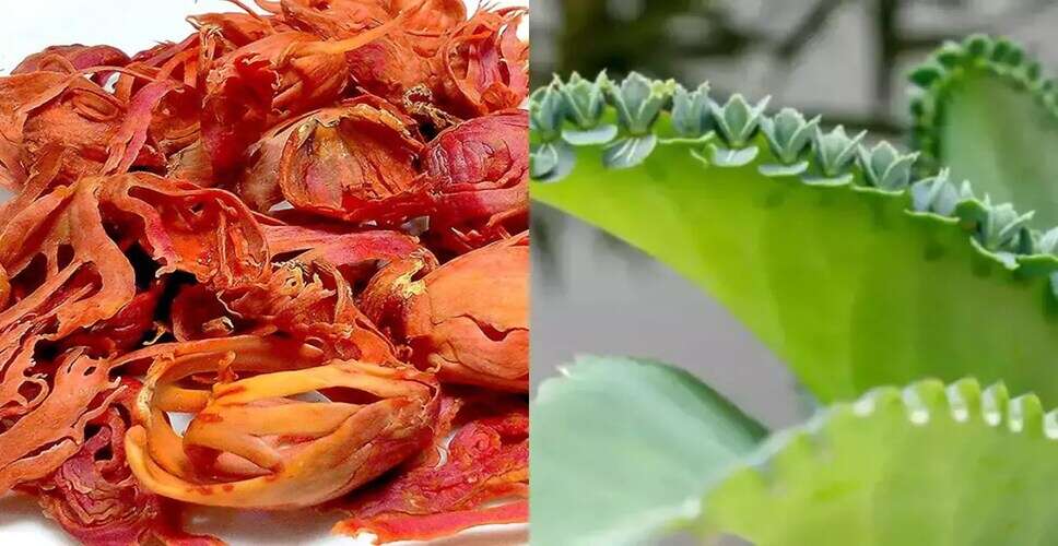 पत्थरचट्टा: पथरी के लिए एक प्राकृतिक उपचार