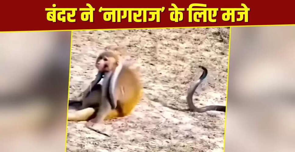 बंदर का खतरनाक खेल: जहरीले नाग के साथ मस्ती का वायरल वीडियो