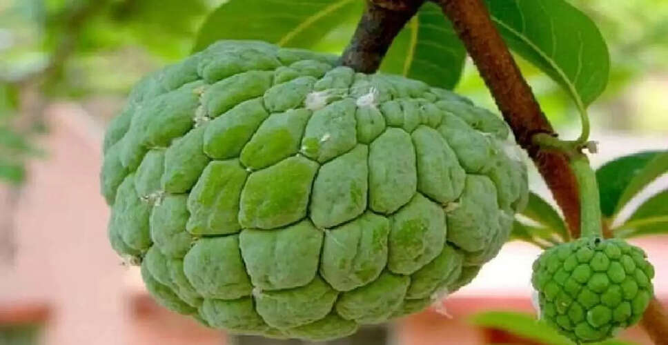 सीताफल: स्वास्थ्य के लिए एक अनमोल फल