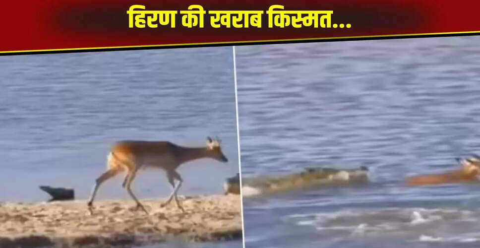 हिरण की साहसिकता बनी जानलेवा, वायरल वीडियो में देखिए खतरनाक पल