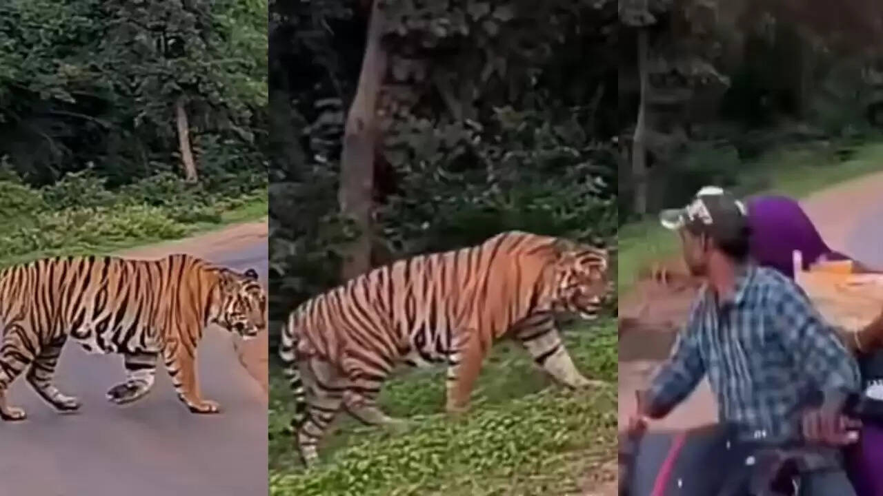 बंगाल टाइगर का खतरनाक वीडियो: सड़क पर आत्मविश्वास से भरा