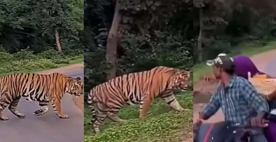 बंगाल टाइगर का खतरनाक वीडियो: सड़क पर आत्मविश्वास से भरा