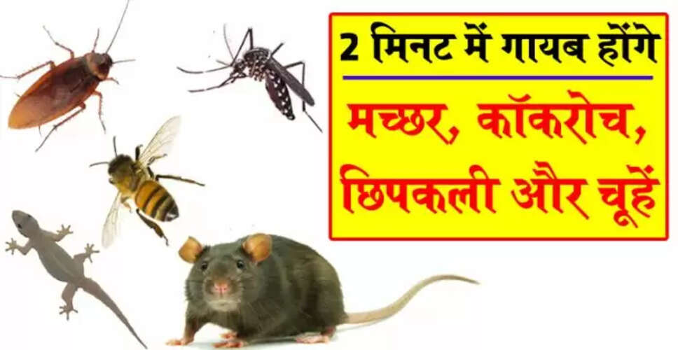 घर में कीटों से छुटकारा पाने के घरेलू उपाय