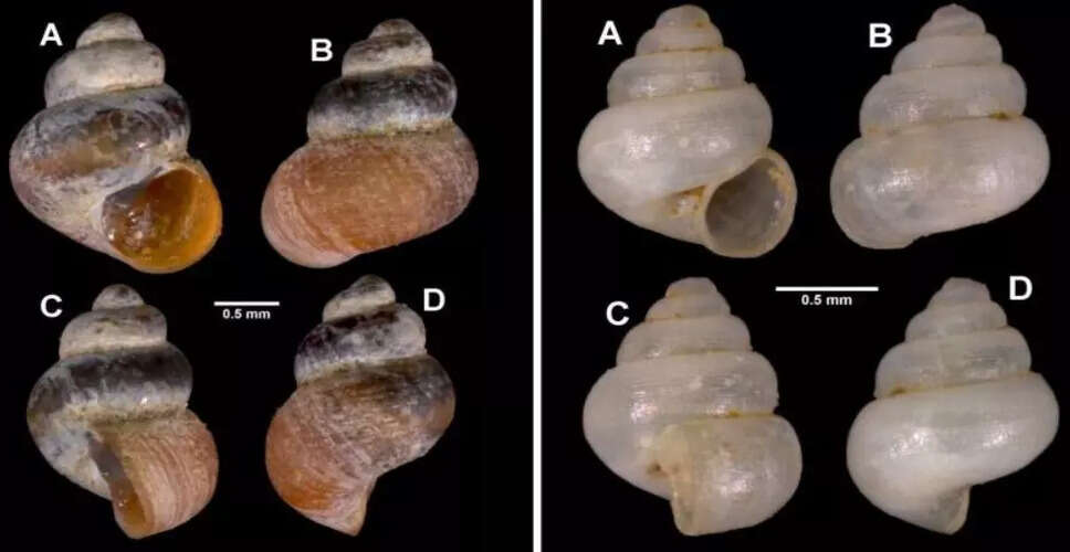 मेघालय में दो नई सूक्ष्म घोंघे प्रजातियों की खोज