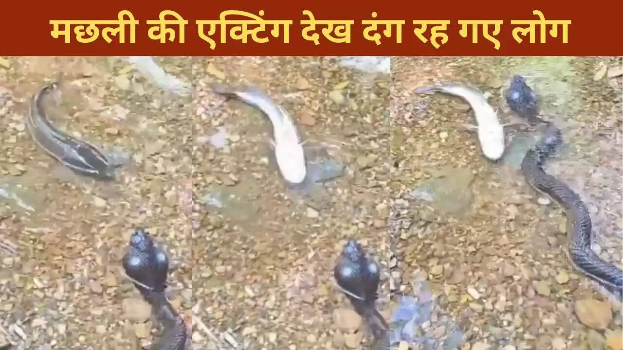 मछली ने नकली सांप के सामने किया अद्भुत अभिनय, सोशल मीडिया पर छाया वीडियो