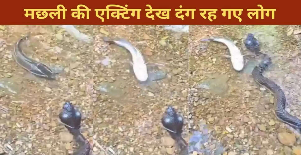 मछली ने नकली सांप के सामने किया अद्भुत अभिनय, सोशल मीडिया पर छाया वीडियो