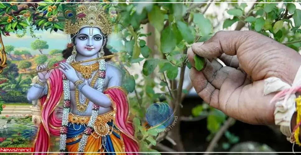 तुलसी तोड़ने के नियम: रात में क्यों नहीं तोड़ना चाहिए?