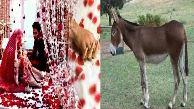 कोलंबिया की अजीब परंपरा: शादी की रात गधे के साथ मनाते हैं सुहागरात