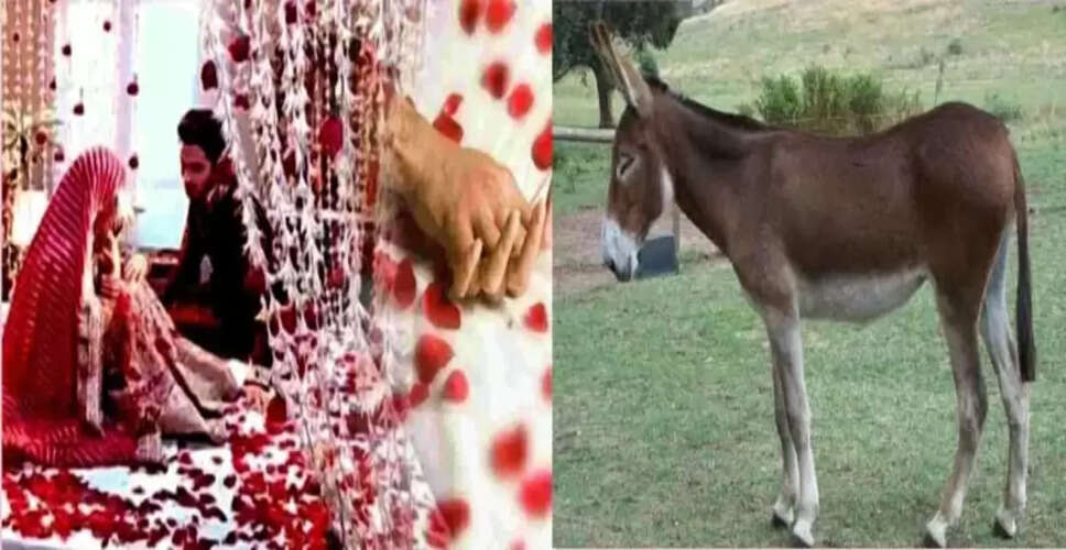 कोलंबिया की अजीब परंपरा: शादी की रात गधे के साथ मनाते हैं सुहागरात