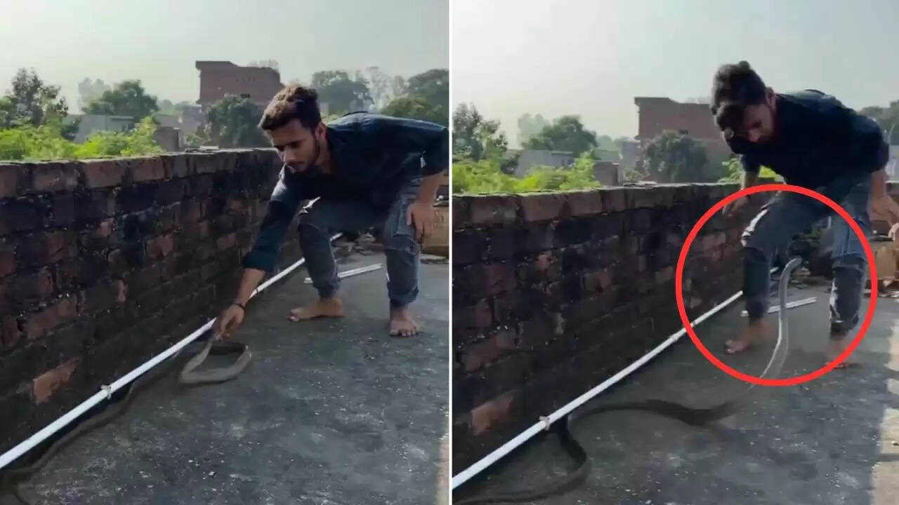 सांप के हमले का वायरल वीडियो: लड़के की जान बची