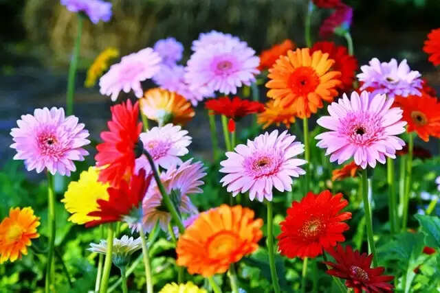 सपनों का अर्थ: जानें क्या कहते हैं आपके सपने