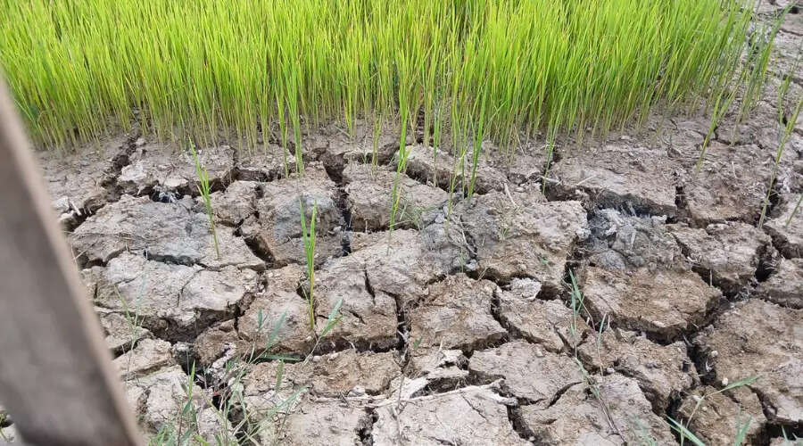 जोरहाट में सूखे की स्थिति से किसान चिंतित