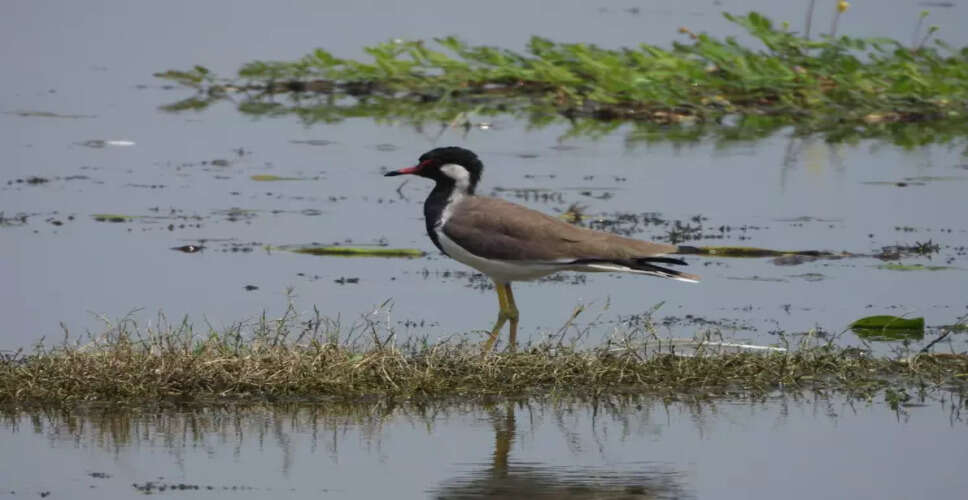 भारत ने Ramsar स्थलों में महत्वपूर्ण मील का पत्थर हासिल किया