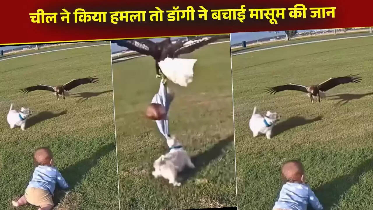 बच्चे की जान बचाने वाला कुत्ता: वायरल वीडियो ने किया सबको हैरान
