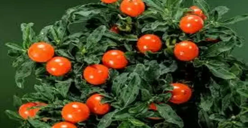 अश्वगंधा: आयुर्वेद का अद्भुत औषधि और इसके लाभ