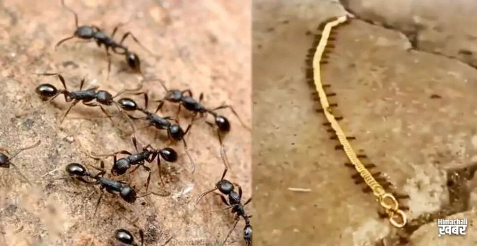 चींटियों ने चुराई सोने की चेन, सोशल मीडिया पर वायरल हुआ वीडियो