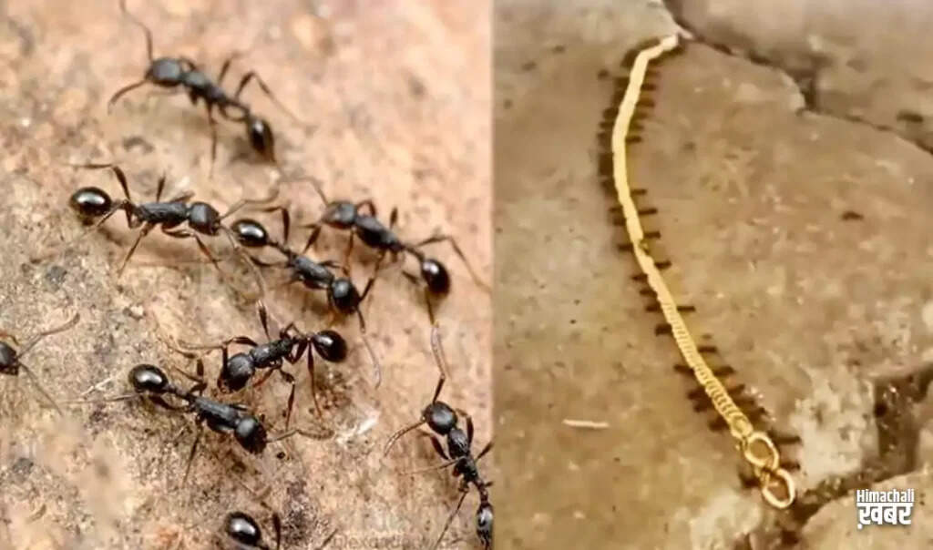 चींटियों ने चुराई सोने की चेन, सोशल मीडिया पर वायरल हुआ वीडियो