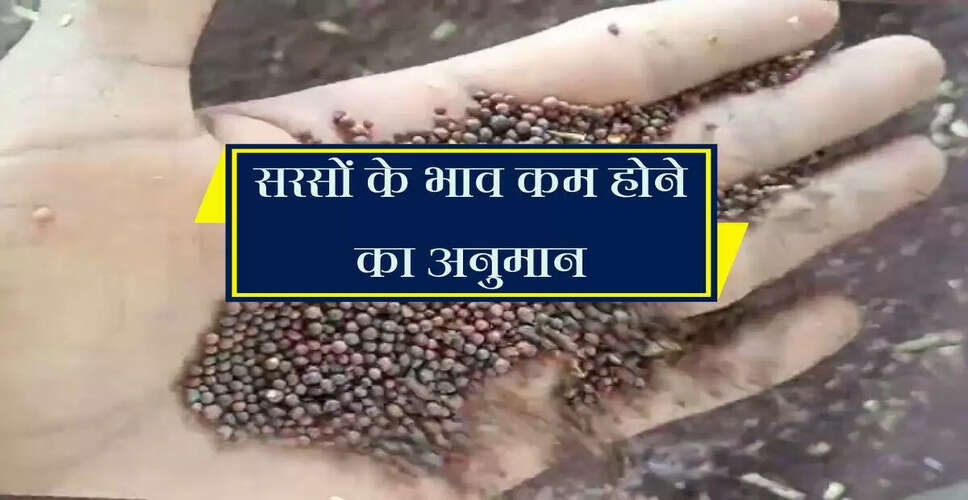 अलवर मंडी में सरसों के दामों में गिरावट की संभावना
